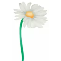 Estêncil com padrão de margaridas